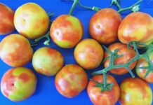 Virus free but grower pains remain