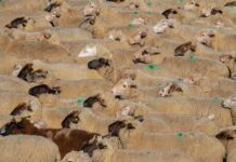 Lift for lamb prices as SA Livestock Exchange