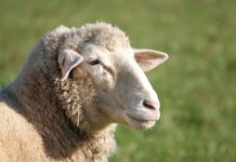 Sale boost for lambs at Livestock Exchange