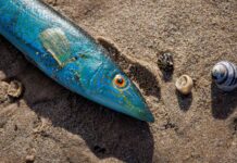 Recreational fishing restrictions eased in time for Summer