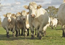 Virtual fencing legalised in SA