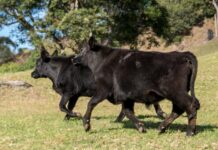 Victorian competition for sheep offering