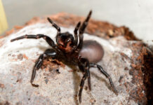 Doctors urge not to ignore bites and stings