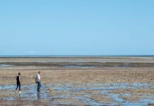 Year-long beach vehicle ban proposed along Adelaide Plains coast