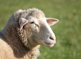 Crossbred lambs and Merinos ease, mutton dearer